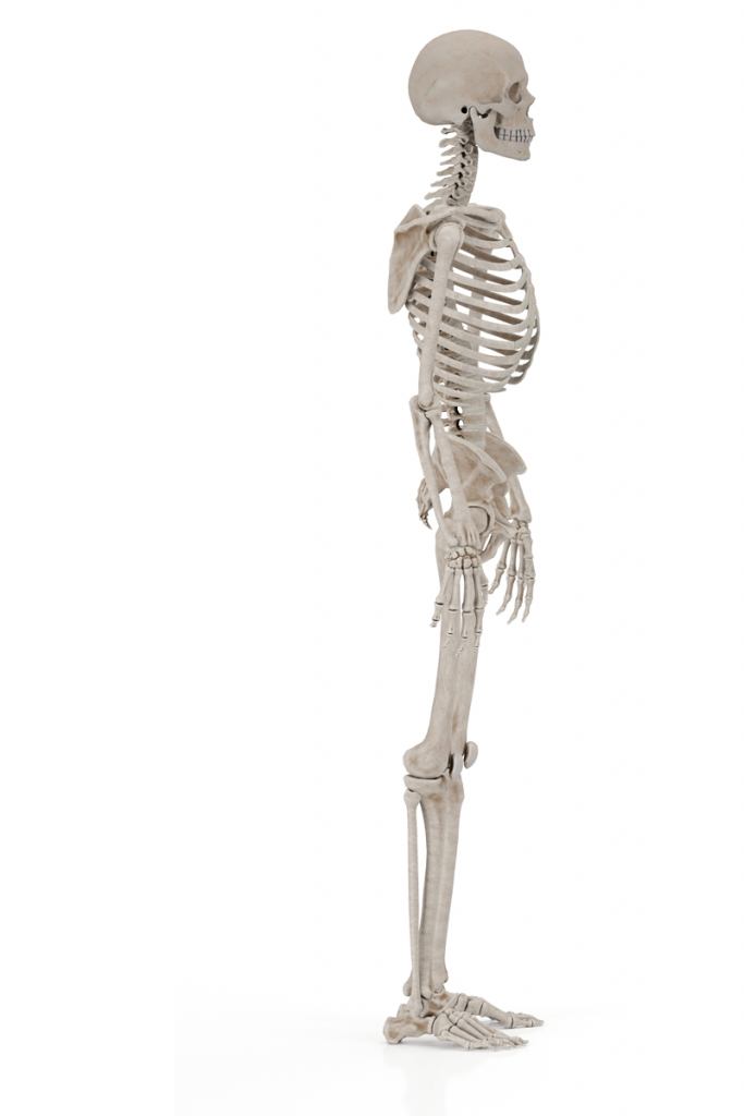 Knochendichtemessung Skelett